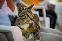 DSC01417