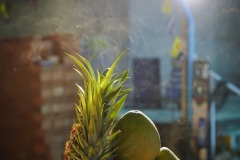 DSC07707